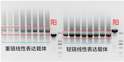 線性表達載體構(gòu)建